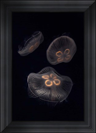 Framed Three Moon Jellyfish In Aquarium Print