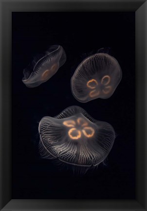 Framed Three Moon Jellyfish In Aquarium Print