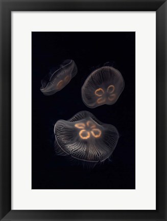 Framed Three Moon Jellyfish In Aquarium Print