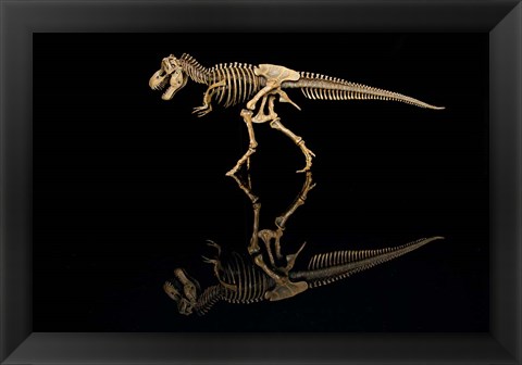 Framed T-Rex Skeleton Replica Reflection Print