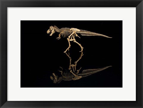 Framed T-Rex Skeleton Replica Reflection Print