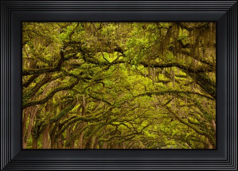 Framed Oaks Covered In Spanish Moss, Savannah, Georgia Print