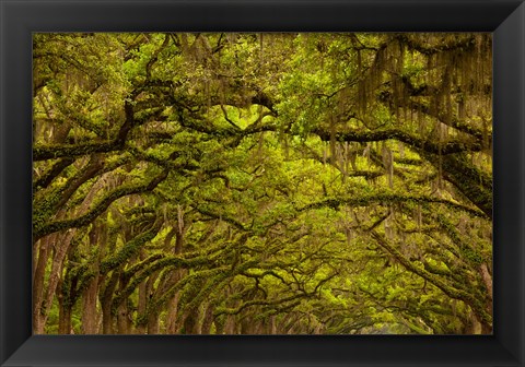 Framed Oaks Covered In Spanish Moss, Savannah, Georgia Print