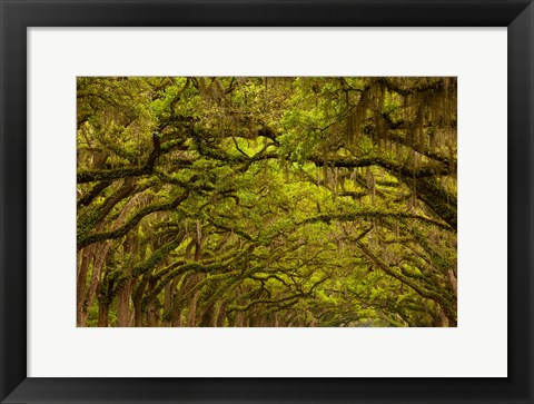 Framed Oaks Covered In Spanish Moss, Savannah, Georgia Print