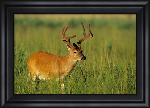 Framed White-Tailed Deer, Tennessee Print