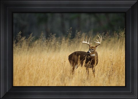 Framed White-Tailed Deer A In Field Of Tennessee Print