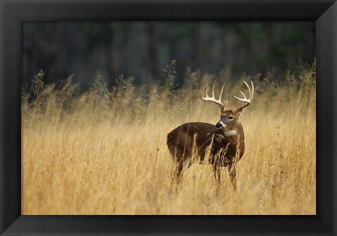 Framed White-Tailed Deer A In Field Of Tennessee Print