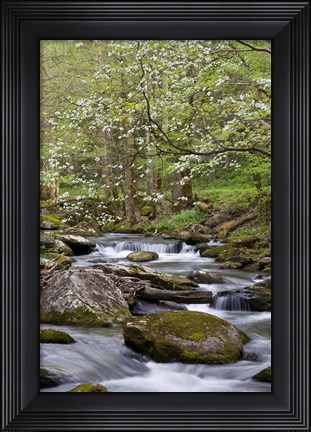 Framed Dogwood Trees Above The Middle Prong Of Little River Print