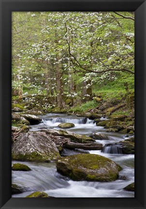 Framed Dogwood Trees Above The Middle Prong Of Little River Print