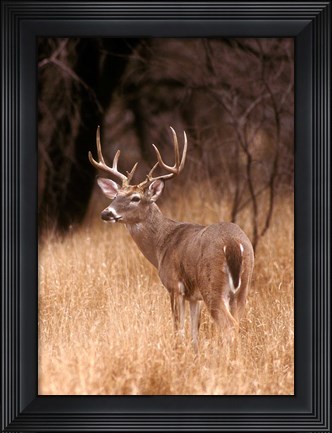 Framed White Tailed Deer Stays On Alert Print