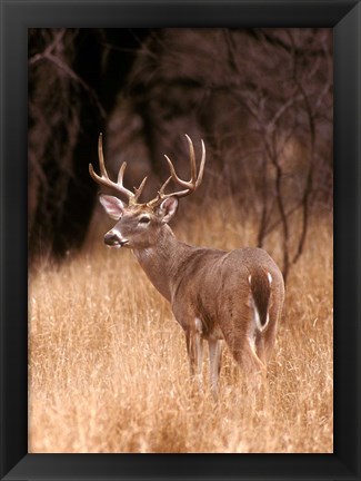 Framed White Tailed Deer Stays On Alert Print