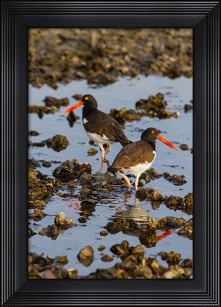 Framed American Oystercatcher Pair On An Oyster Reef Print