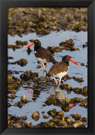 Framed American Oystercatcher Pair On An Oyster Reef Print