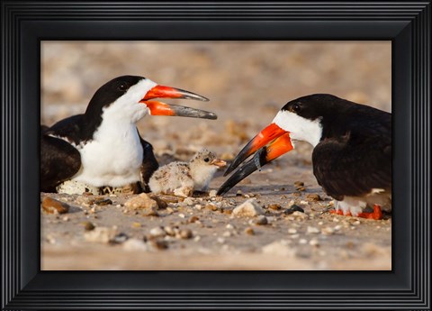 Framed Black Skimmers And Chick Print