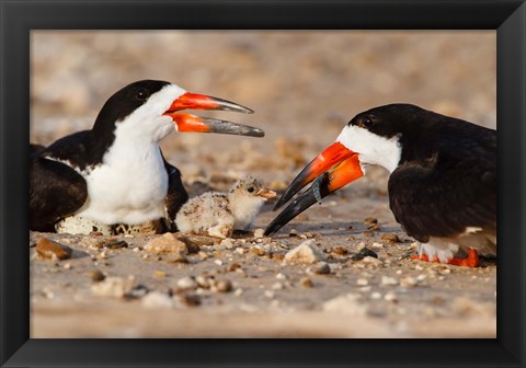 Framed Black Skimmers And Chick Print