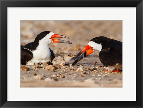 Framed Black Skimmers And Chick Print