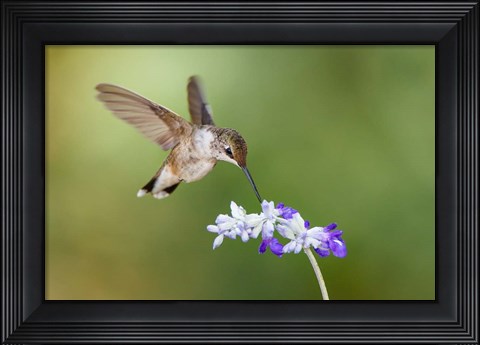 Framed Black-Chinned Hummingbird Feeding Print