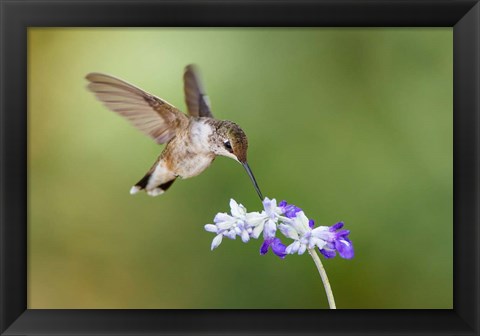 Framed Black-Chinned Hummingbird Feeding Print