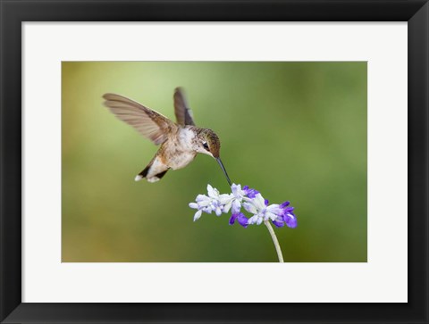 Framed Black-Chinned Hummingbird Feeding Print