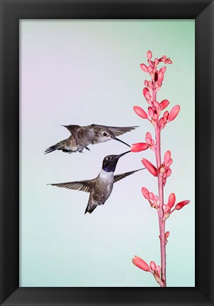 Framed Two Black-Chinned Hummingbirds Feeding Print