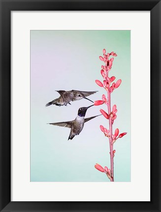 Framed Two Black-Chinned Hummingbirds Feeding Print