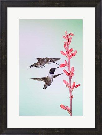 Framed Two Black-Chinned Hummingbirds Feeding Print