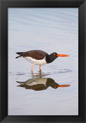 Framed American Oystercatcher Drinking Print