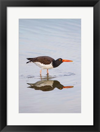 Framed American Oystercatcher Drinking Print