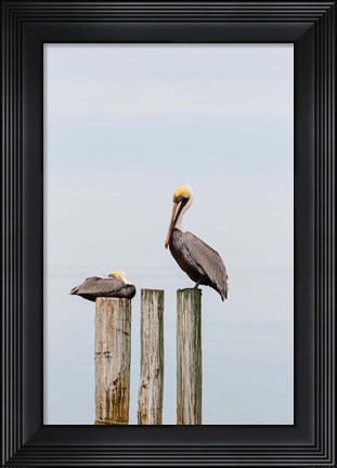 Framed Brown Pelicans Resting On Piling Print