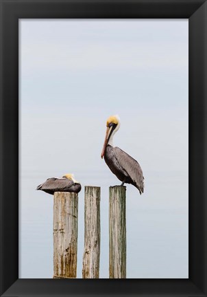 Framed Brown Pelicans Resting On Piling Print