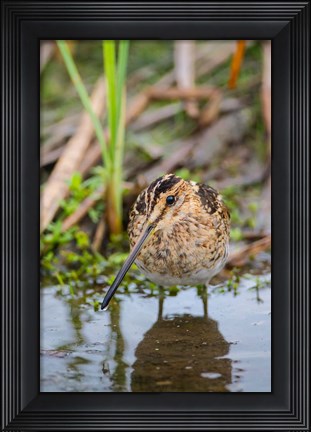 Framed Common Snipe Adult Feeding In Marsh Print