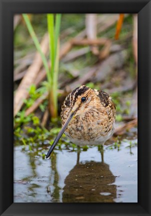 Framed Common Snipe Adult Feeding In Marsh Print