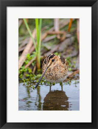 Framed Common Snipe Adult Feeding In Marsh Print