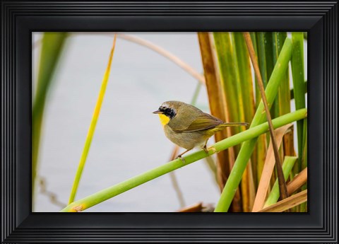 Framed Common Yellowthroat In A Freshwater Marsh Habitat Print