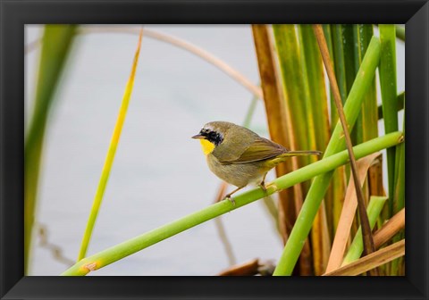 Framed Common Yellowthroat In A Freshwater Marsh Habitat Print