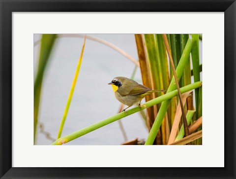 Framed Common Yellowthroat In A Freshwater Marsh Habitat Print