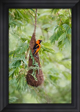 Framed Altamira Oriole At Its Nest Print