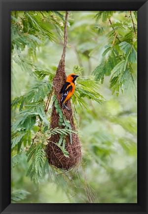 Framed Altamira Oriole At Its Nest Print