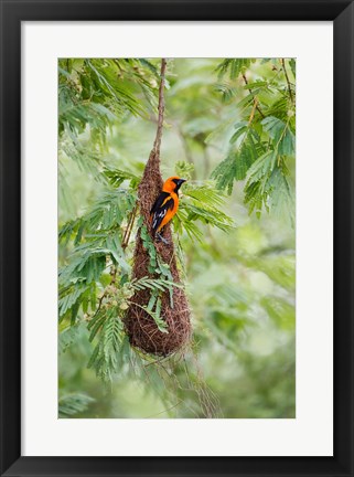 Framed Altamira Oriole At Its Nest Print