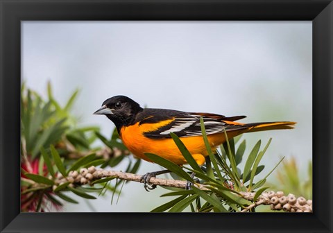 Framed Baltimore Oriole Perched Print