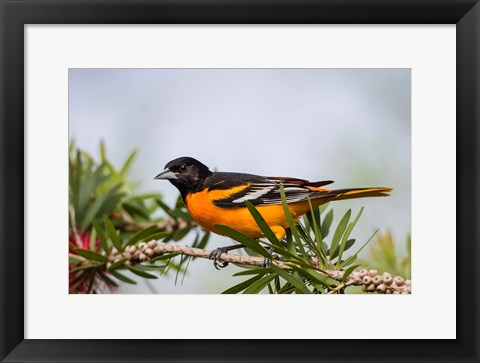 Framed Baltimore Oriole Perched Print