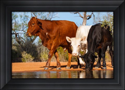 Framed Cattle Drinking Print