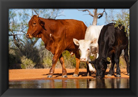 Framed Cattle Drinking Print