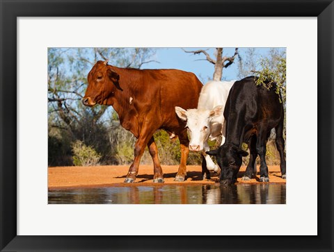 Framed Cattle Drinking Print