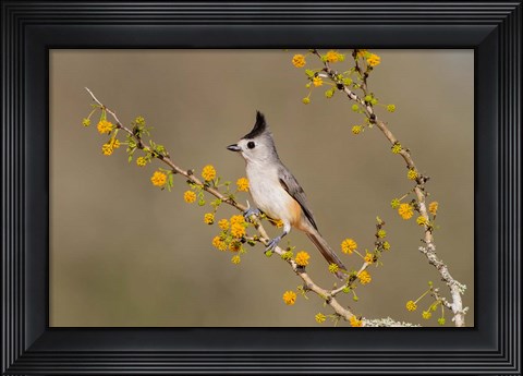 Framed Black-Crested Titmouse Perched In A Huisache Tree Print