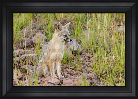 Framed Gray Fox On A Hillside Print