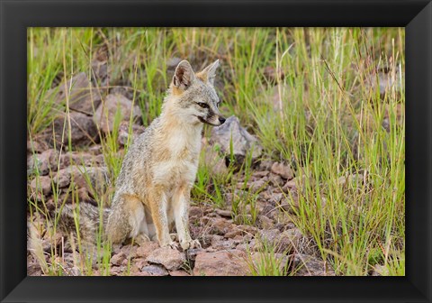 Framed Gray Fox On A Hillside Print