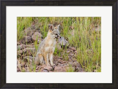 Framed Gray Fox On A Hillside Print