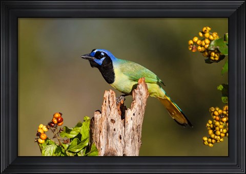 Framed Green Jay Perched Print