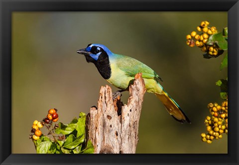 Framed Green Jay Perched Print